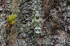 Championica variegata