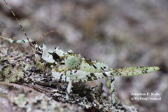 Championica variegata