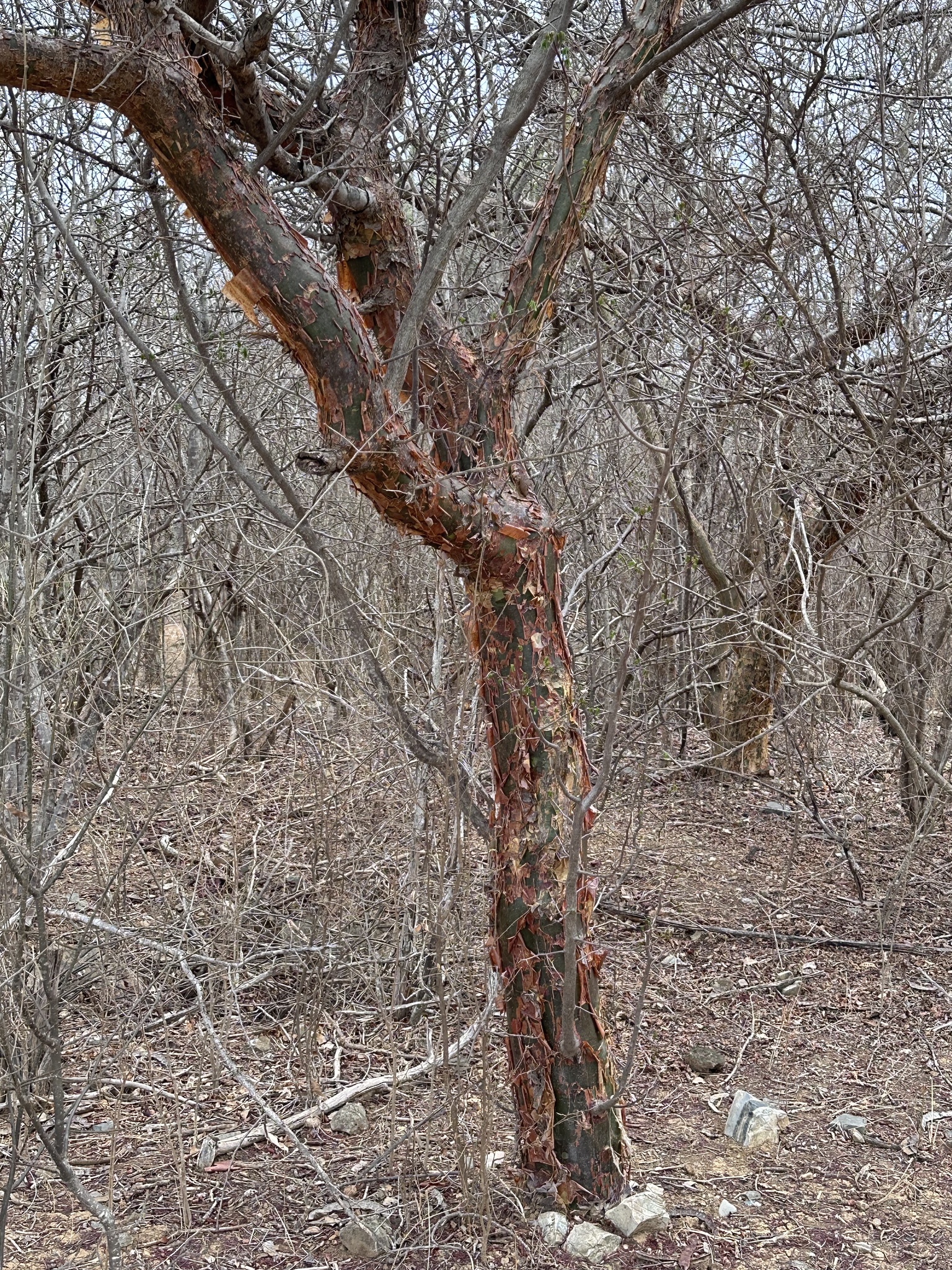 Commiphora leptophloeos