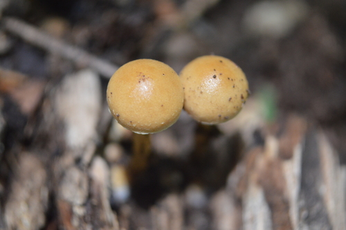 Dung Roundhead