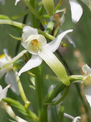 Lesser butterfly-orchid