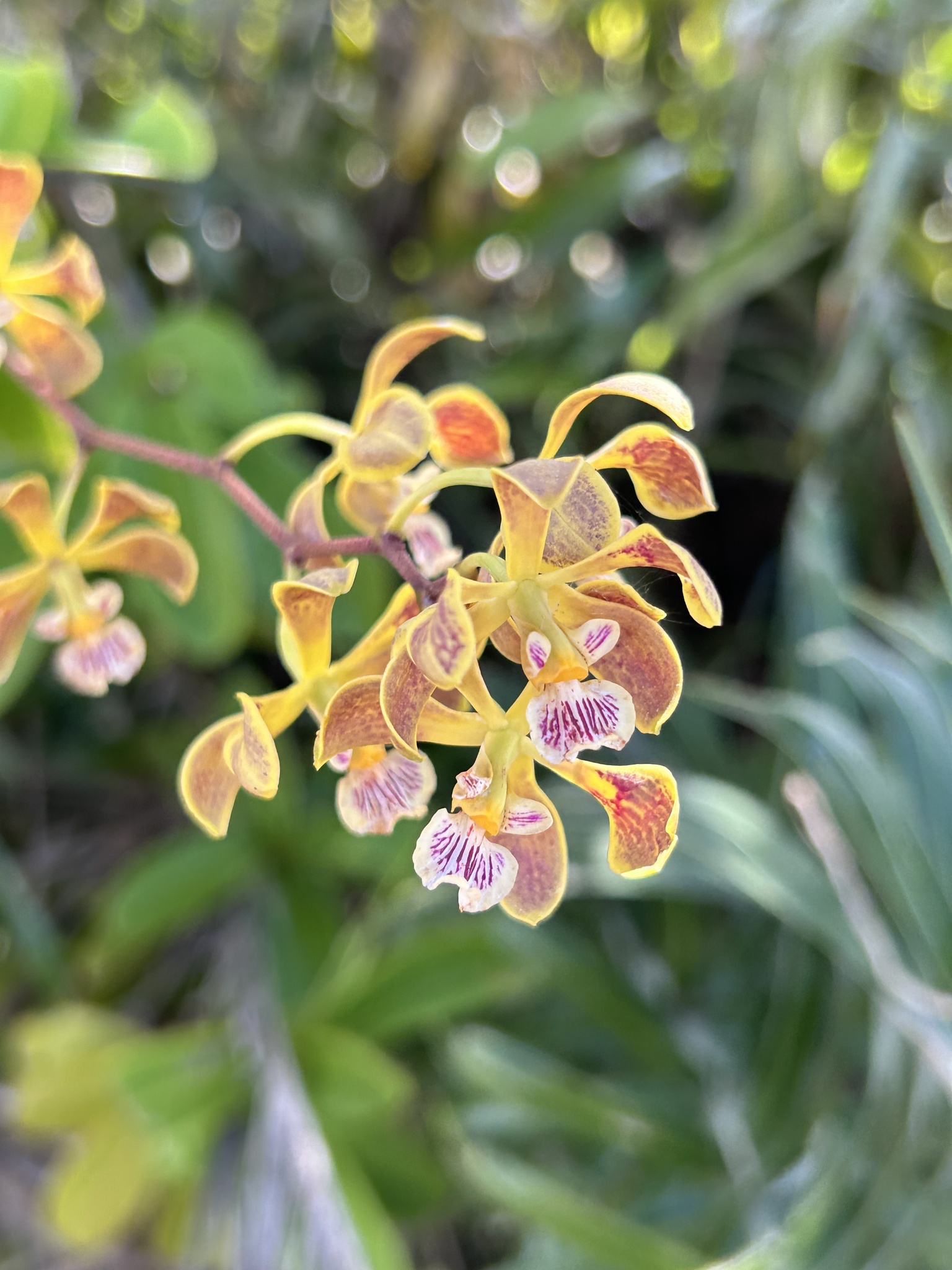 Encyclia oncidioides
