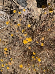 Chaenactis glabriuscula