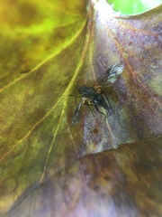 Symphoromyia