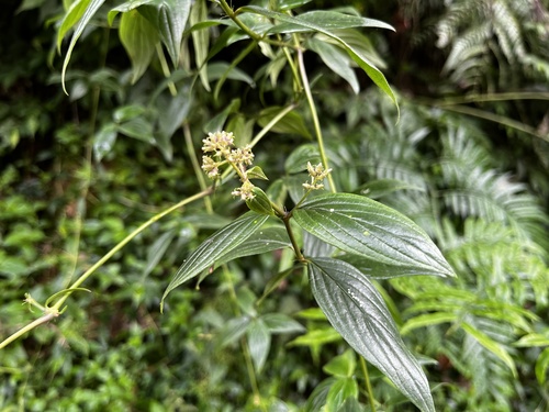 Image of Oldenlandia hedyotidea by (c) 黃美滿, some rights reserved (CC BY)