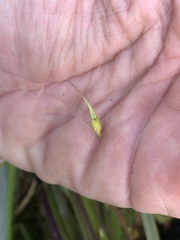 Rhynchospora macrostachya