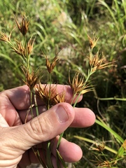 Rhynchospora macrostachya