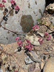 Chorizanthe staticoides