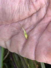 Rhynchospora macrostachya