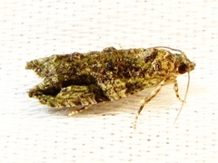 Proteoteras crescentana