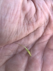 Rhynchospora macrostachya