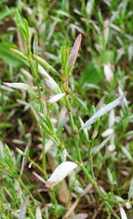 Polygonum ramosissimum