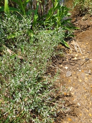Polygonum ramosissimum