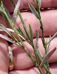 Polygonum ramosissimum