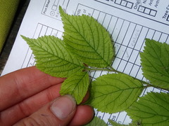 Prunus triloba
