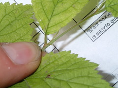 Prunus triloba