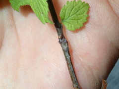Prunus triloba