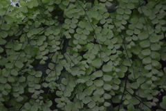 Adiantum amplum