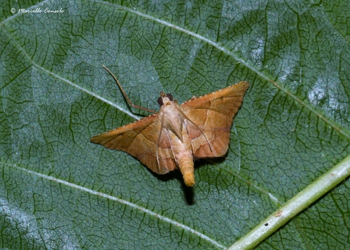 Karpytasparnis Ugniukas nuotrauka