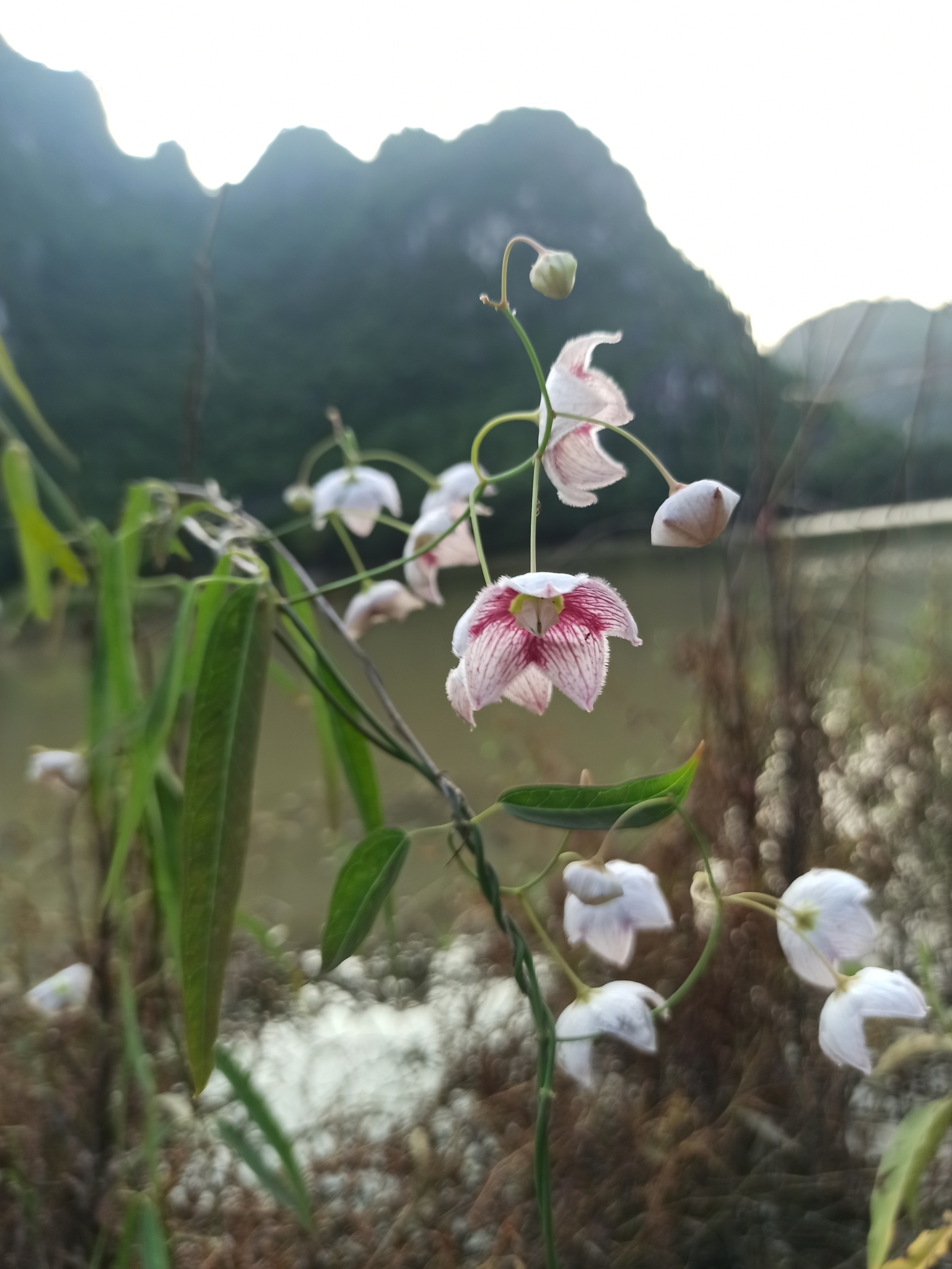 Oxystelma wallichii (Oxystelma wallichii)