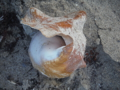 Macrostrombus costatus