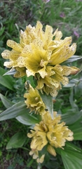 Gentiana