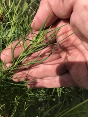 Helenium amarum amarum