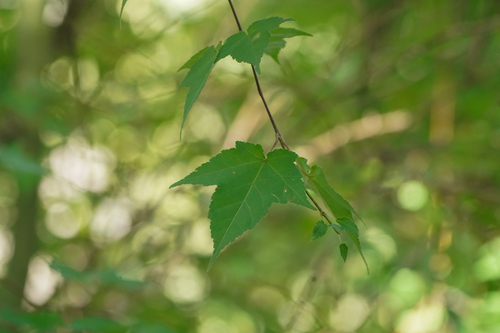 Image of Acer crataegifolium by (c) WATANABE Hitoshi 渡辺仁, some rights reserved (CC BY)