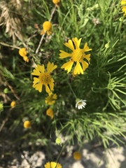 Helenium amarum amarum