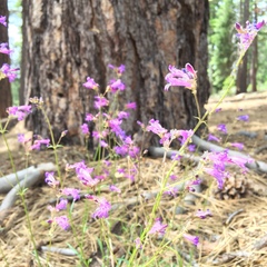 Penstemon heterodoxus