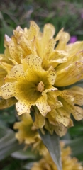 Gentiana