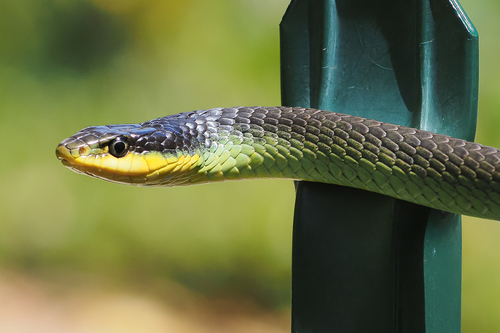 Common Tree Snake sighting