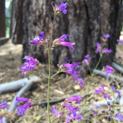 Penstemon heterodoxus