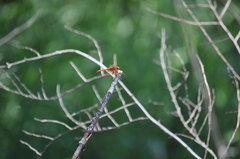 Sympetrum illotum
