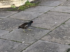 Gallinula chloropus