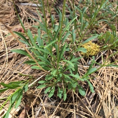 Penstemon heterodoxus