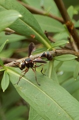 Physocephala sagittaria