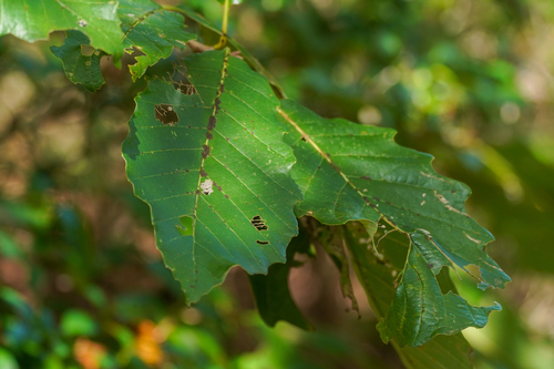 Image of Quercus aliena by (c) WATANABE Hitoshi 渡辺仁, some rights reserved (CC BY)