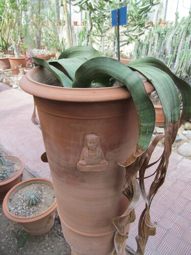 Ein weiteres Foto von Welwitschia