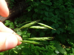 Bromus pubescens