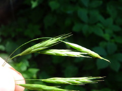 Bromus pubescens