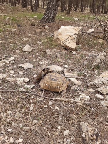 Greek Tortoise