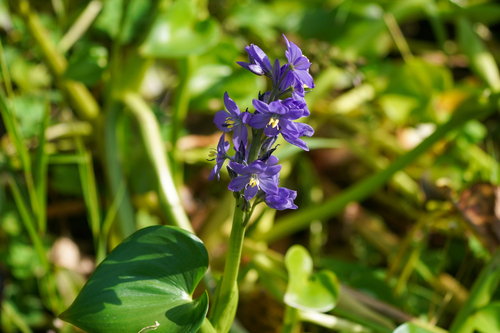 Pontederia korsakowii, photograph 1