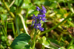 WATANABE Hitoshi 渡辺仁, CC BY, iNaturalist via GBIF Pontederia korsakowii, photograph WATANABE Hitoshi 渡辺仁, CC BY, iNaturalist via GBIF