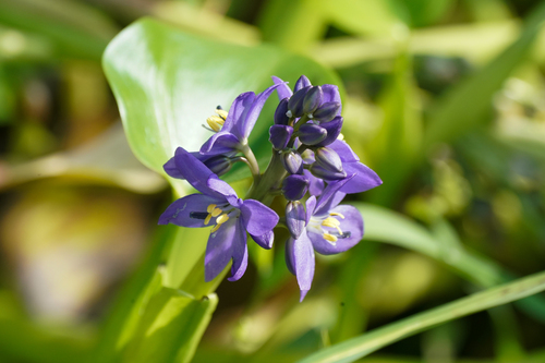 Pontederia korsakowii, photograph 2