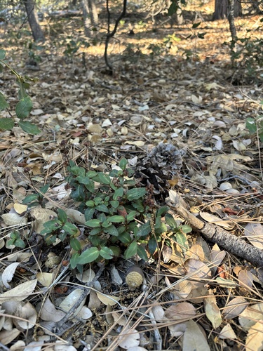 iNaturalist observation photo of Little Prince's Pine
