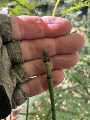iNaturalist observation photo of smooth horsetail