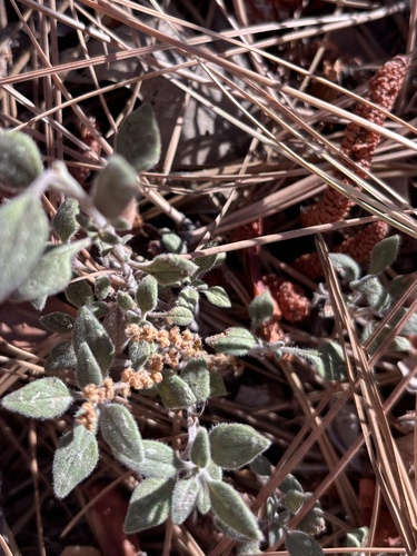 iNaturalist observation photo of Yellow monardella