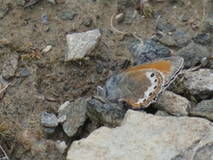 Coenonympha gardetta