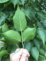 Bischofia polycarpa